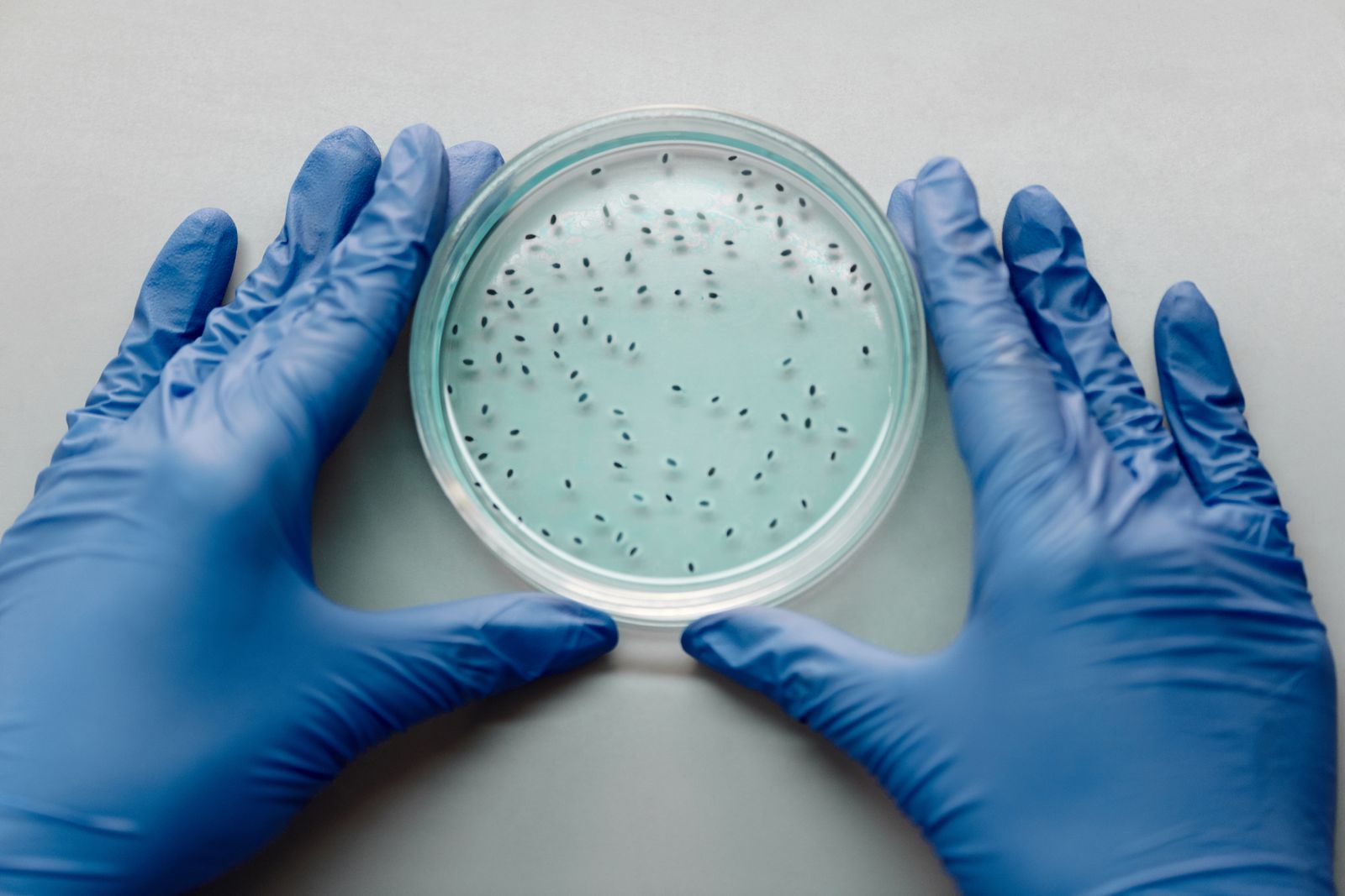 Laboratory professional examining a petri dish